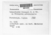 Sphaeropsis diospyri image